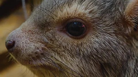 A rock hyrax face Stock Footage 263719008