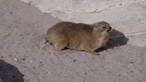 Rock Hyrax Grooming While Basking in the Sun Video stock 308716741