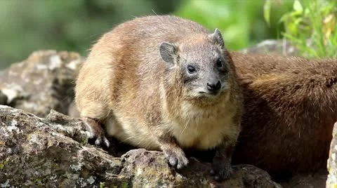 Rock Hyrax having a scratch in the wild at Lake Nakuru, Kenya, Africa. Stock Footage 11323113