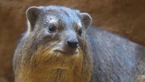 A rock hyrax head Stock Footage 263899828
