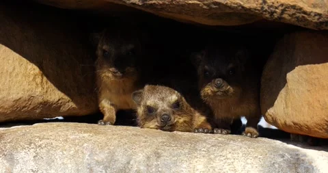 Rock hyrax juveniles hide under rock in Namibia Stock Footage 334683203