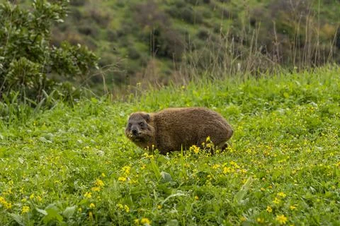 Rock hyrax Stock Photos