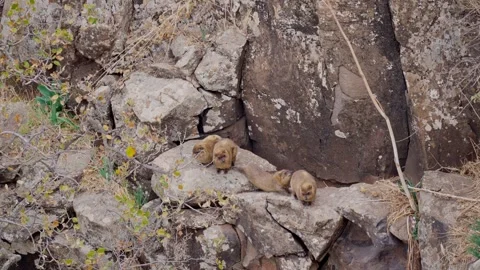 Rock hyrax (Procavia capensis) also called dassie, Cape hyrax Stock Footage 302899374
