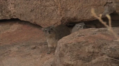 Rock hyrax on rock Video stock 50004174