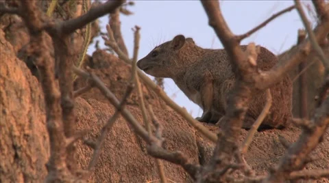 Rock hyrax on rock Video stock 50004275