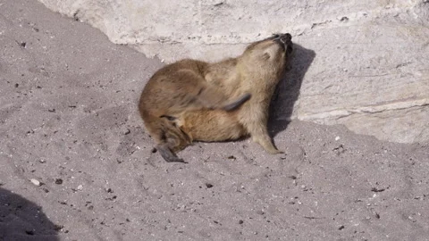 Rock Hyrax Scratching and Looking Around in the Sun Stock Footage 308716158