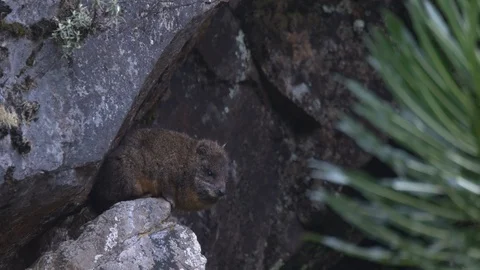 Rock Hyrax sitting on a rock Stock Footage 119294575
