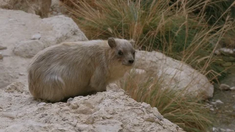 A Rock Hyrax sitting on a rocks in the Ein Gedi National Park. Stock Footage 84569480