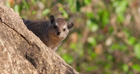 A rock hyrax sunbathing facing camera on rocks in morning Stock Footage 310981423