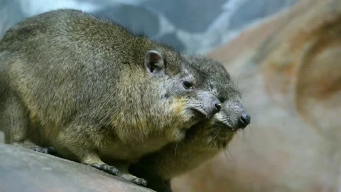 Rock hyraxes (Procavia capensis), also known as dassies, are small terrestr.. Stock Footage 339299608