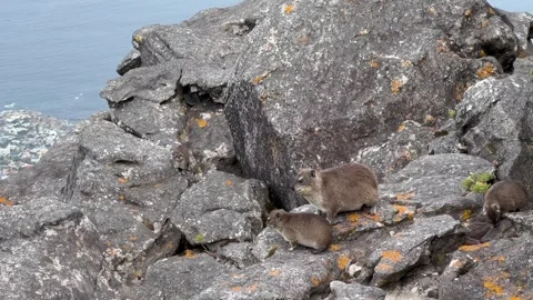 Rock Hyraxes on on Table Mountain Video stock 336648086