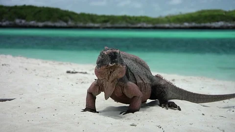 Rock iguana on beach Stock-Footage 70105385