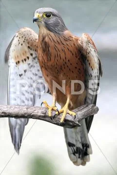 Rock Kestrel Bird Stock Photos