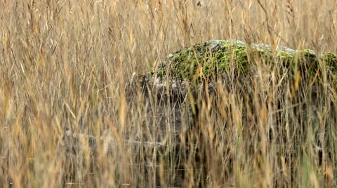 A rock in a lake Stock Footage 49600597