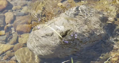Rock with a leaf in the water Stock Footage 152546336