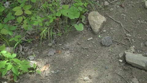 Rock, leaves, mud Stock Footage 171340117