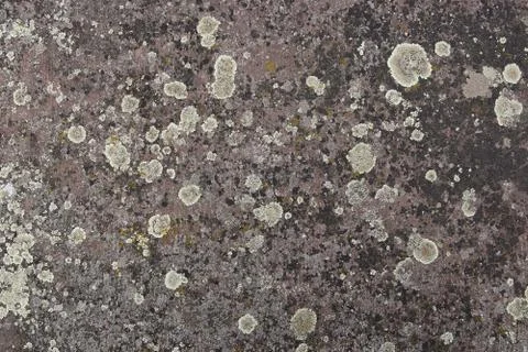 Rock with lichen Stock Photos