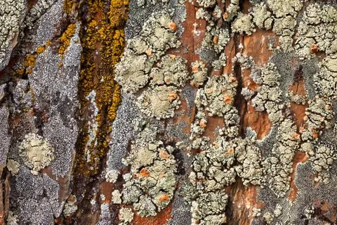 Rock lichens background pattern Stock Photos