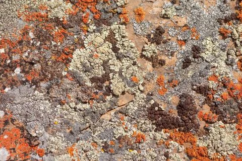 Rock lichens background pattern Stock Photos