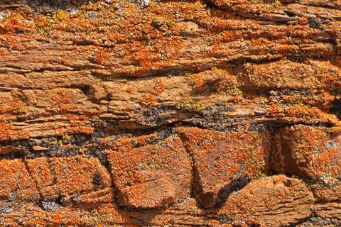Rock lichens background pattern Stock Photos