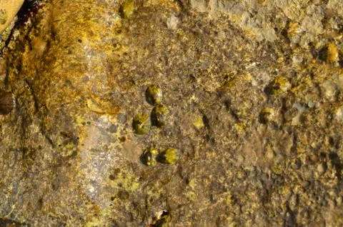 Rock with limpets Stock Photos