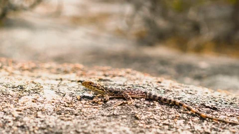 Rock Lizard found in the Esperance Cape Le Grand National Park. Stock Footage 115431330
