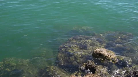 Rock ln water at Bayside Stock Footage 219977094