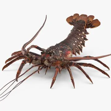 Rock Lobster 3D Model 3D Model