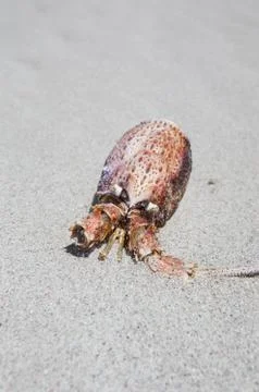 Rock lobster shell on the beach Stock Photos