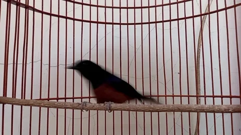 Rock magpie (Copsychus malabaricus) Stock Footage 244378242