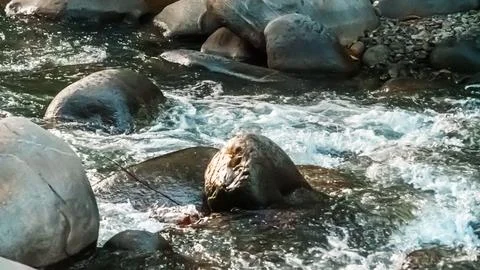 A rock is in the middle of a river Stock Photos