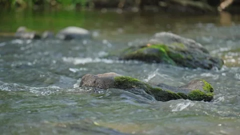 A rock is in the middle of a stream of water Stock Footage 298055921
