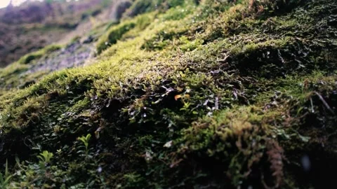 Rock moss dropping water drop from moss after a rainy morning Stock-Footage 237692027