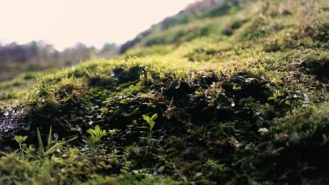 Rock moss dropping water drop from moss after a rainy morning Vídeos de archivo 237692046