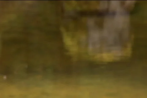 Rock Moss Video stock 311582