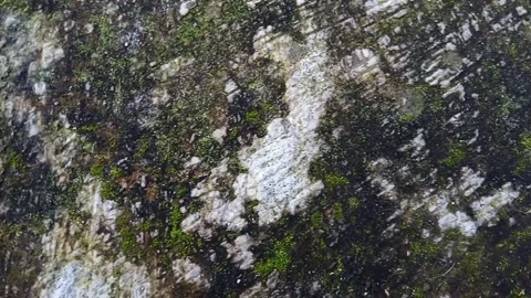 Rock with moss growing on it. The moss is green and has a fuzzy texture. Stock Footage 271166903