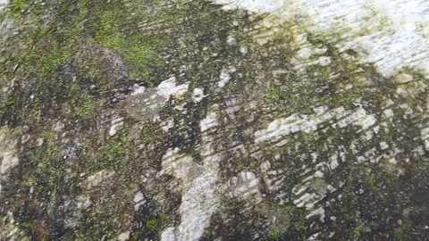 Rock with moss growing on it. The moss is green and has a fuzzy texture. Stock Footage 271166913
