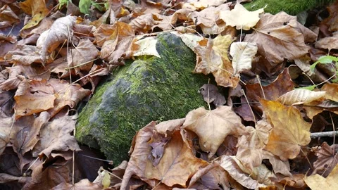 Rock with moss on it in the forest covered in leaves Stock-Footage 141766318