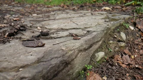 Rock with moss on it in the forest Stock-Footage 141765183