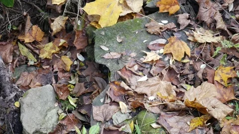 Rock with moss on it in the forest Vídeo Stock 141766420