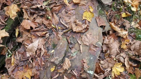 Rock with moss on it in the forest 스톡 동영상 141766603