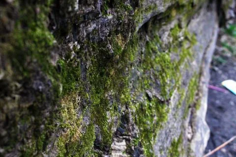 Rock Moss Stock Photos