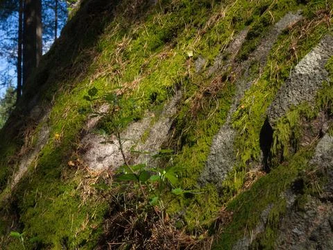 Rock with moss Stock Photos