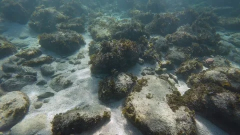 Rock on the ocean floor Stock Footage 320347156