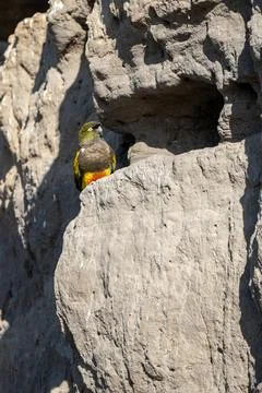 Rock parakeet Cyanoliseus patagonus Balneario El Condor Rio Negro Province Stock Photos