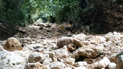 Rock path in the forest Stock Footage 327987098