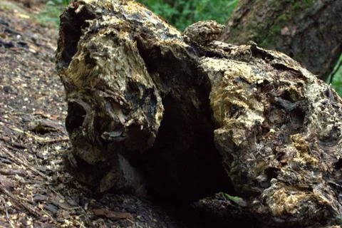 A rock 스톡 사진