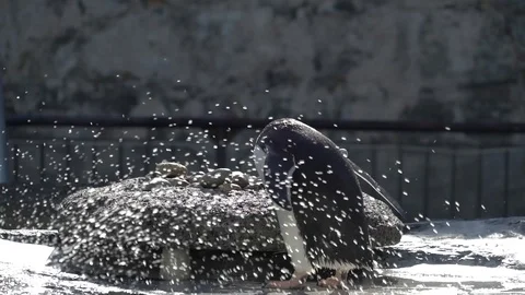 Rock picking penguin Stock Footage 99498997