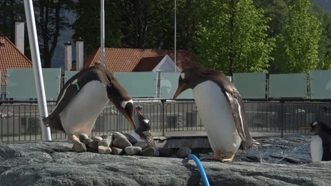 Rock picking penguins Stock Footage 99508033