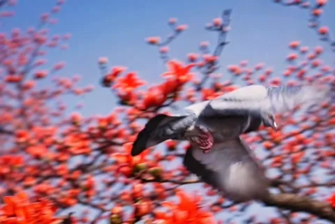Rock Pigeon Bird Flying From Red Cotton Tree Stock Footage 344811953